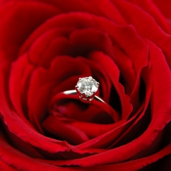 A_ring_in_a_red_rose.jpg