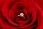 A_ring_in_a_red_rose.jpg