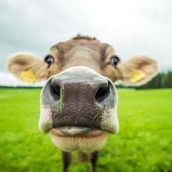 Closeup_of_a_cow.jpg