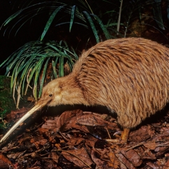 Kiwi_bird_in_forest.jpg