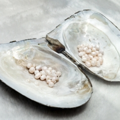 Pearls_inside_a_shell.jpg