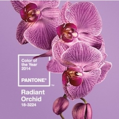 Radiant_Orchid.jpg