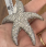 rahaminov_starfish_brooch.png